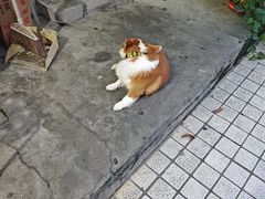 -小梁哥云吞面(黄贝岭店)