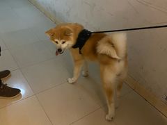 -喜柴咖啡·柴犬狗咖