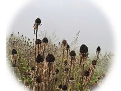 -武陵山森林公园