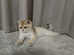 -lincat·猫舍(广州店)