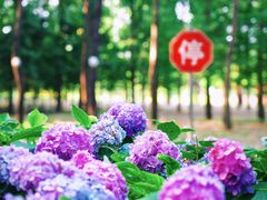 -合肥滨湖国家森林公园