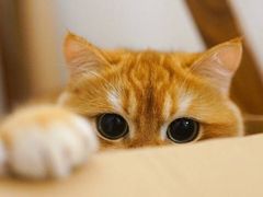 -张记卤菜店(三条巷店)