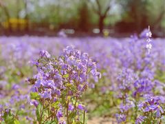 -中央广播电视塔