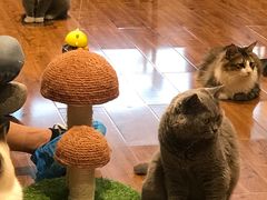 -绒爪撸猫下午茶·猫咖