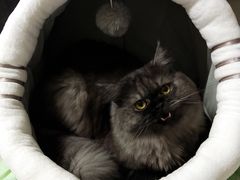 -糯米喵星人总部直营旗舰店·猫舍·幼猫出售