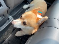 -派特宠物医院(圆融广场店)