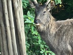 -清迈夜间动物园