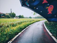 -桤木河湿地公园