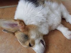 -柯斗斗主题餐厅·狗咖·围炉煮茶·茶饮(国瑞升平里店)