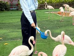 -广州长隆飞鸟乐园