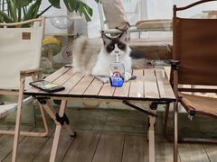 -李小姐の猫咖啡馆(五角场店)