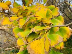 -千年银杏谷文化旅游区