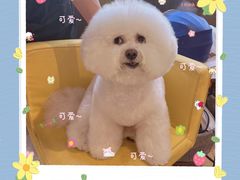 -翊宠yipet猫狗购宠庄园犬舍•猫舍