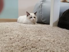 -酷豆宠物咖啡·宠物美食·撸猫馆