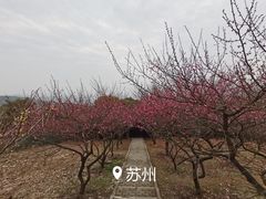 -香雪海