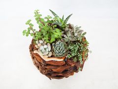 -荷兰布尔玛国际花艺学院