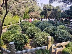 -十八棵（老龙井）御茶园(老龙井店)