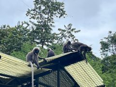 -槟城植物园