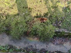 -都江堰中华大熊猫苑