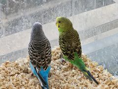 -怪兽屋·羊驼·猫咖·狗咖(俊华广场店)