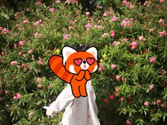 -九龙公园