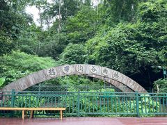 -西双版纳原始森林公园