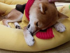-逗柴咖啡屋·狗咖猫咖宠物桌游