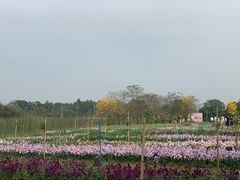 -天适樱花悠乐园