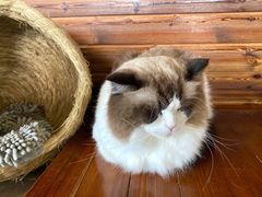 -蓝鲸·缅因猫舍