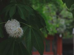-北京石刻艺术博物馆(五塔寺)