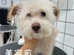 -BABYDOG宝贝狗宠物乐园(欧洲城店)
