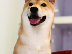 -宠物家(角门东店)