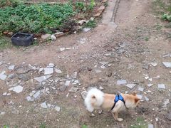 -洲头咀公园