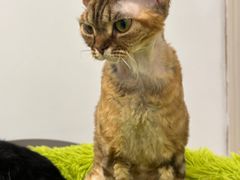 -有喵·猫咖·狗咖·40+猫狗有小奶狗(岗厦店)