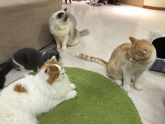 -猫和宫(六道口店)