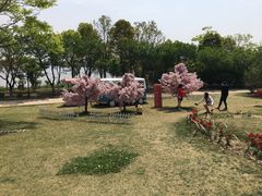 -杭州湾海上花田景区