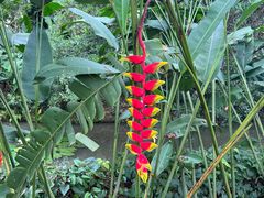 -中国科学院西双版纳热带植物园