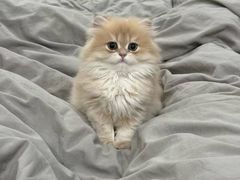 -猫十亿·布偶金渐层·曼基康矮脚猫舍(青年路店)