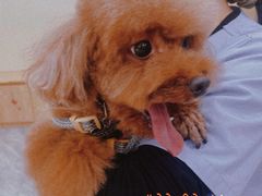 -芭比堂动物医院·24小时·眼科中心(深圳中心)
