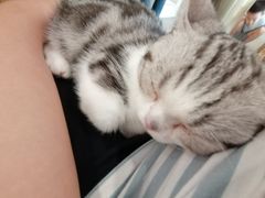 -飞行喵MR PILOT|猫舍·猫咖(静安大融城店)