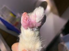 -御宝贝·A梦猫科宠物医院(国际猫友好医院)