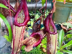 -国家植物园南园