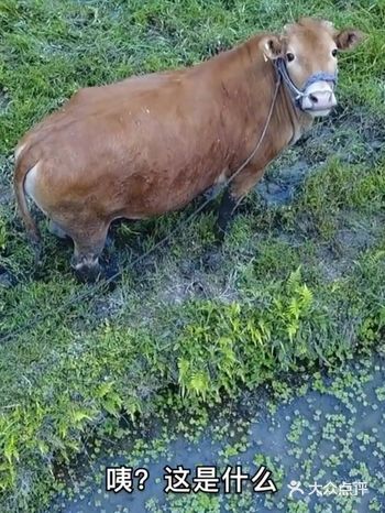 #年纪轻轻猫狗伴身# 萌宠日记——正在地里劳作的老黄