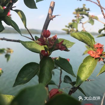 这次我主要推荐梧桐绿道
