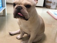 -宠物之家Pets Home 宠物寄养酒店