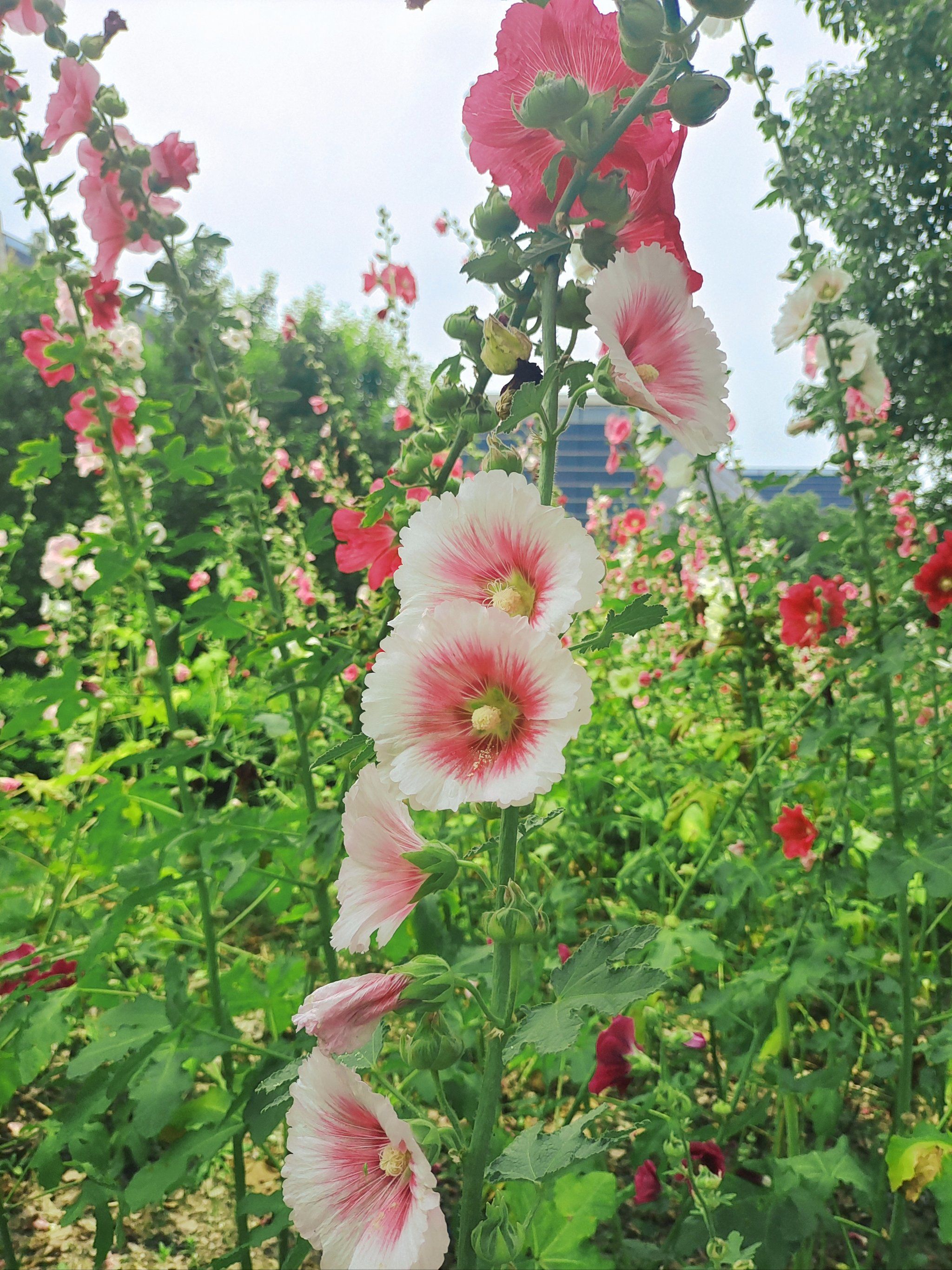 【每日一花】蜀葵