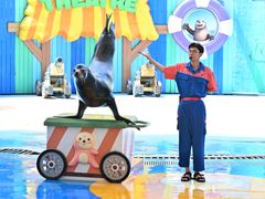 -海合安成都极地海洋公园
