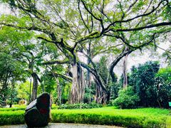 -瑞丽独树成林风景区