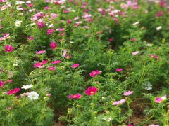 -飞翔公园(地铁站)