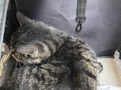 -宠颐生中康贝怡动物医院